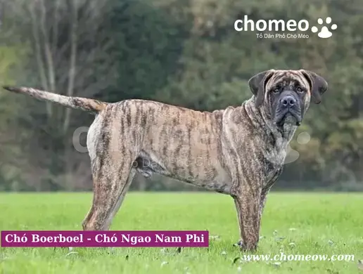 Giá Chó Boerboel Là Bao Nhiêu Giá Chó Boerboel Là Bao Nhiêu