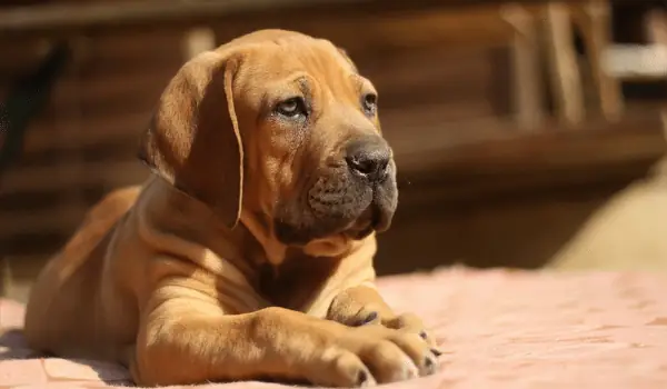 Giá Chó Ngao Nam Phi Giá Chó Ngao Nam Phi