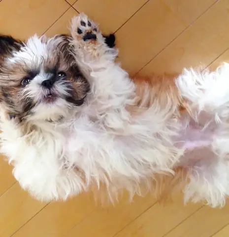 Làm Thế Nào Để Mua Một Con Chó Con Ở Nhật Bản Làm Thế Nào Để Mua Một Con Chó Con Ở Nhật Bản