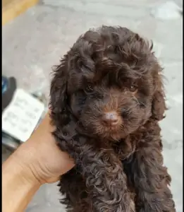 Poodle Socola