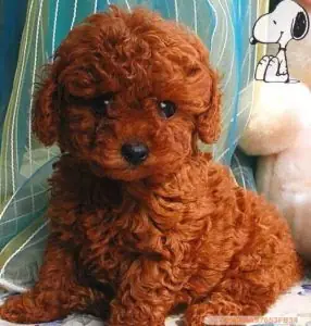 Chó Poodle Nâu Đỏ