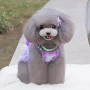 Poodle Xám