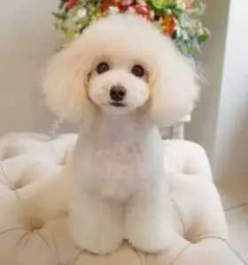 Chó Poodle Trắng