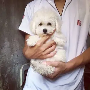 Poodle Trắng