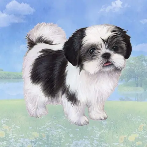 Chó Shih Tzu Lai Nhật Giá Bao Nhiêu? Yếu Tố Nào Ảnh Hưởng?