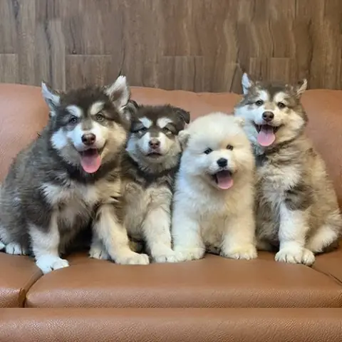 Giá Chó Xoáy Nam Phi: Cập Nhật Chi Tiết & Yếu Tố Ảnh Hưởng Giá Chó Xoáy Nam Phi: Cập Nhật Chi Tiết & Yếu Tố Ảnh Hưởng