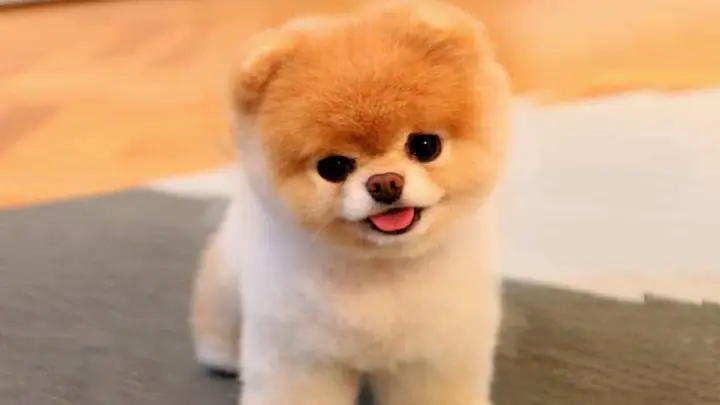 Đặc Điểm Ngoại Hình Chó Phốc Sóc (pomeranian)