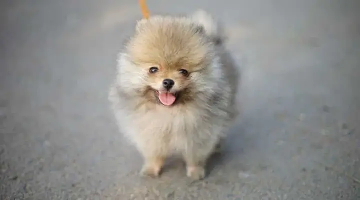 Đặc Điểm Ngoại Hình Chó Phốc Sóc (pomeranian) Đặc Điểm Ngoại Hình Chó Phốc Sóc (pomeranian)