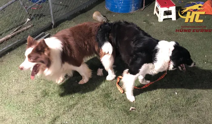 Phối Giống Chó Border Collie Giá Tốt, Bao Đậu Tại Tphcm