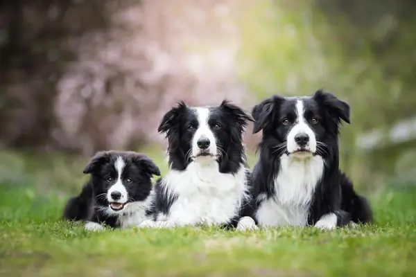 Hình Ảnh Giống Chó Border Collie