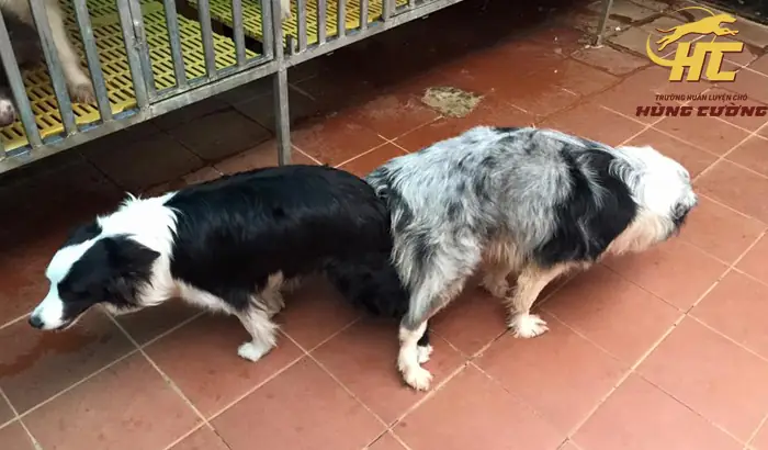 Lý Do Nên Chọn Hùng Cường Để Nhân Giống Chó Border Collie