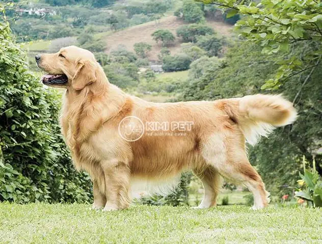 Giá Của Chó Golden Retriever Nhập Khẩu Từ Mỹ, Châu Âu Giá Của Chó Golden Retriever Nhập Khẩu Từ Mỹ, Châu Âu
