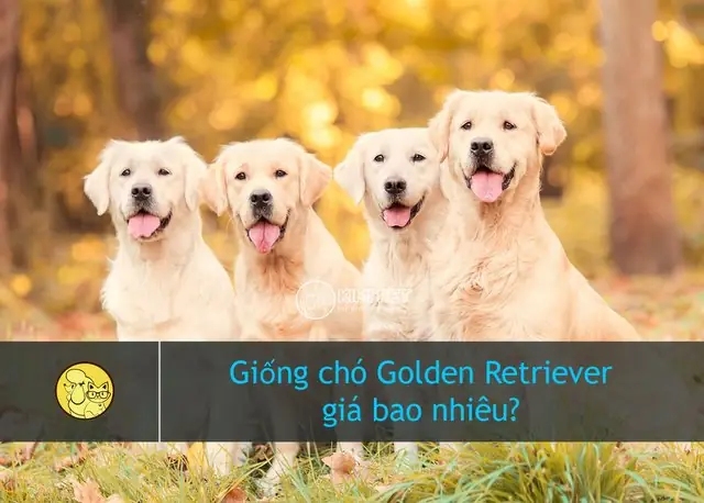 {bật Mí} Tiết Lộ Giá Chó Golden Retriever Chuẩn Xác Nhất? {bật Mí} Tiết Lộ Giá Chó Golden Retriever Chuẩn Xác Nhất?