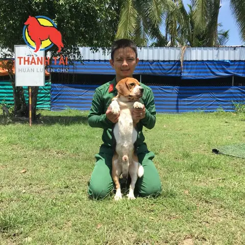 Giới Thiệu Về Trường Huấn Luyện Chó Thành Tài Ở Tphcm