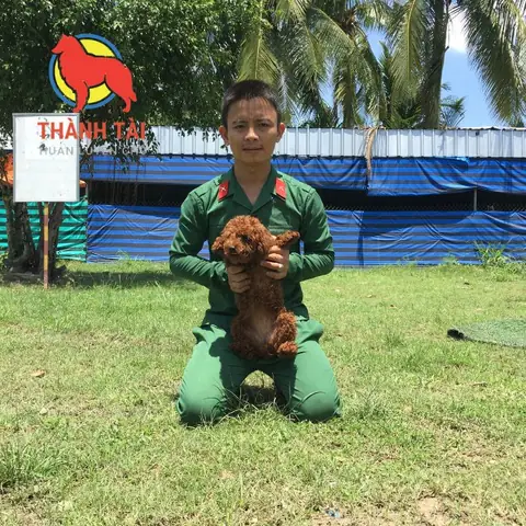 Giới Thiệu Về Trường Huấn Luyện Chó Thành Tài Ở Tphcm