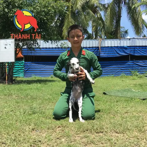 Giới Thiệu Về Trường Huấn Luyện Chó Thành Tài Ở Tphcm