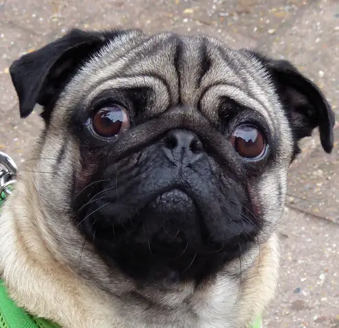Thông Tin, Đặc Điểm Của Chó Pug