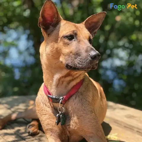 Những Điều Cần Lưu Ý Khi Phối Giống Chó Phú Quốc