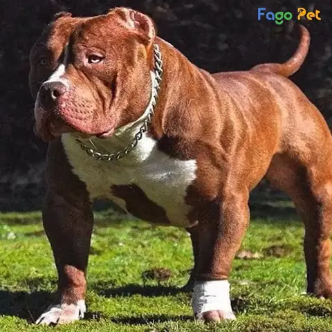 Quy Trình Phối Giống Chó Pitbull Tại Fago Pet