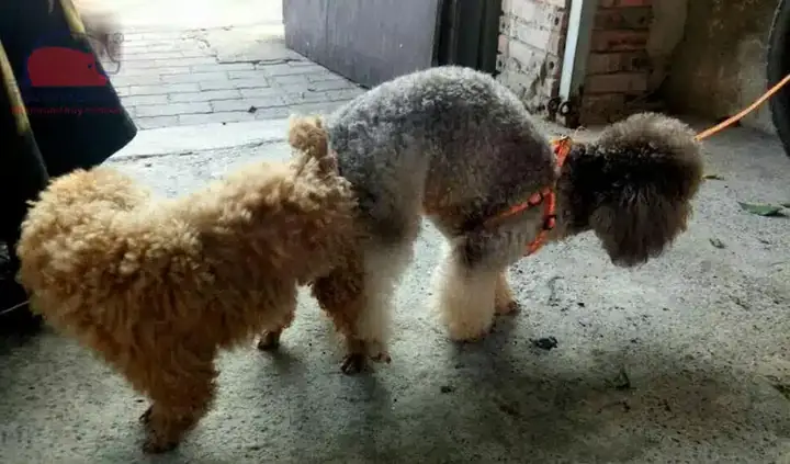 Lưu Ý Khi Thực Hiện Cách Phối Giống Chó Poodle