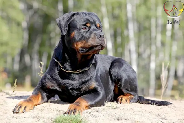 Thời Điểm Phối Giống Chó Rottweiler