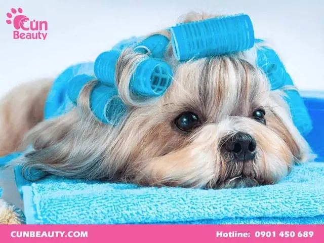 Một Số Lưu Ý Khi Đưa Chú Cho Poodle Đi Spa