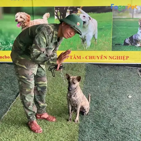 Tại Sao Cần Phải Huấn Luyện Chó