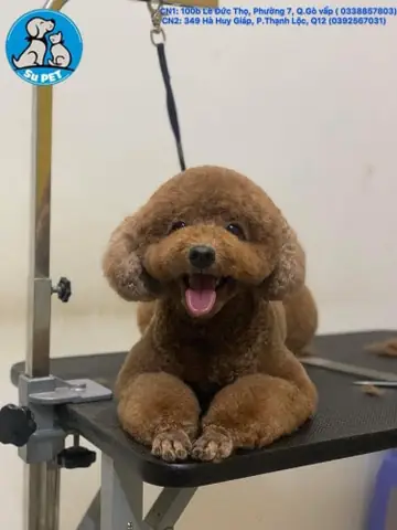 Dịch Vụ Xét Nghiệm Máu Chó Mèo Giá Rẻ