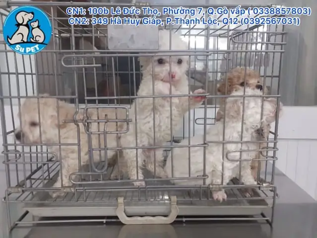 Những Dịch Vụ Chăm Sóc Thú Cưng Đang Có Tại Thú Y Su Pet: