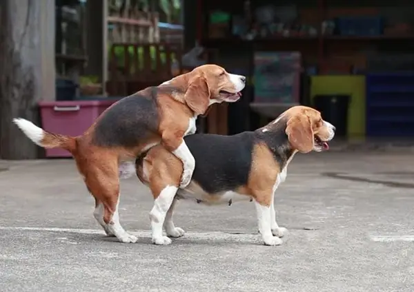 Phoi-giong-cho-can-huyet-hai-hon-loi