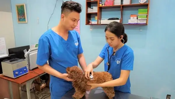 Phoi-giong-cho-can-huyet-hai-hon-loi2