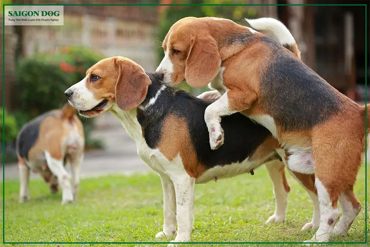 Có Nên Phối Giống Chó Cận Huyết Không?