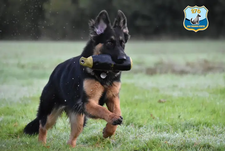 Tính Cách Của Chó Ảnh Hưởng Đến Việc Huấn Luyện Như Thế Nào