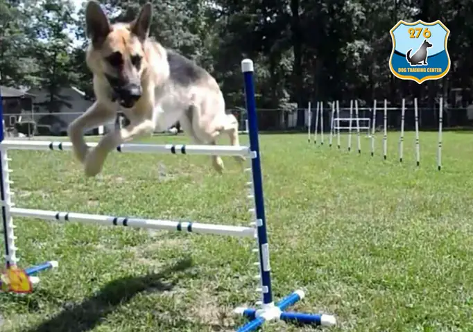 Các Bước Huấn Luyện Chó Becgie