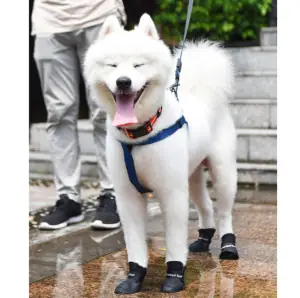 Giày Đi Mưa Cho Chó