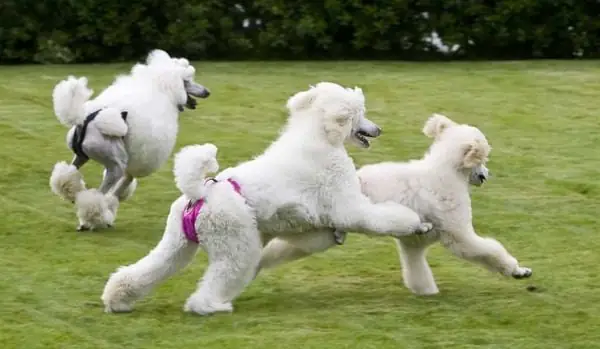 Bạn Nên Dẫn Chó Poodle Đi Dạo, Tập Thể Dục Hàng Ngày Bạn Nên Dẫn Chó Poodle Đi Dạo, Tập Thể Dục Hàng Ngày