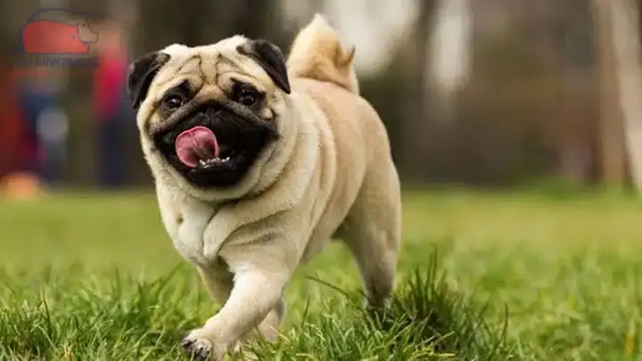 Thông Minh Và Dễ Huấn Luyện