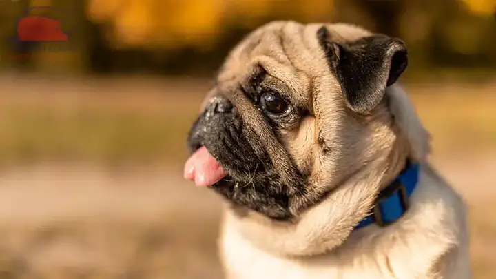 Tham Khảo Giá Chó Bull Mặt Xệ Sinh Tại Việt Nam