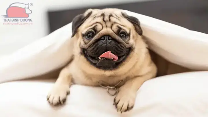 Chó Bull Mặt Xệ