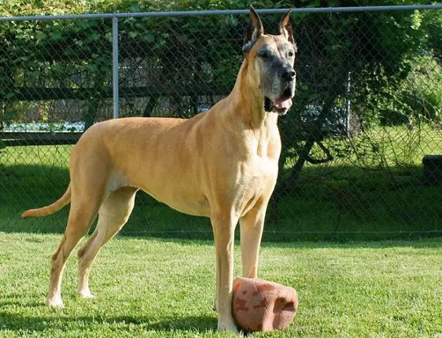 Great_dane_ga_khong_lo_hy_lap_1