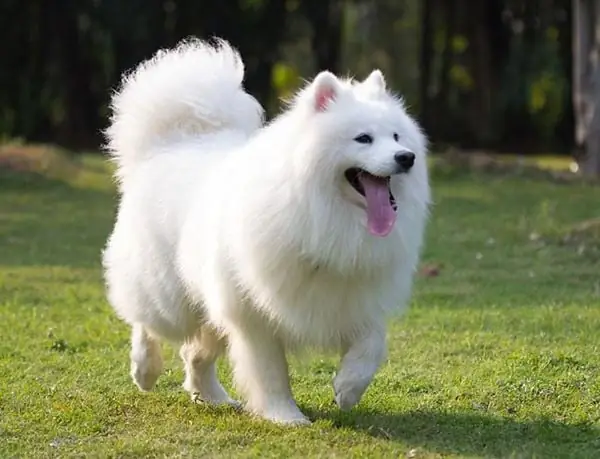 5/ Samoyed – Giống Chó Đắt Nhất Thế Giới Nhưng Không Hề “kiêu”