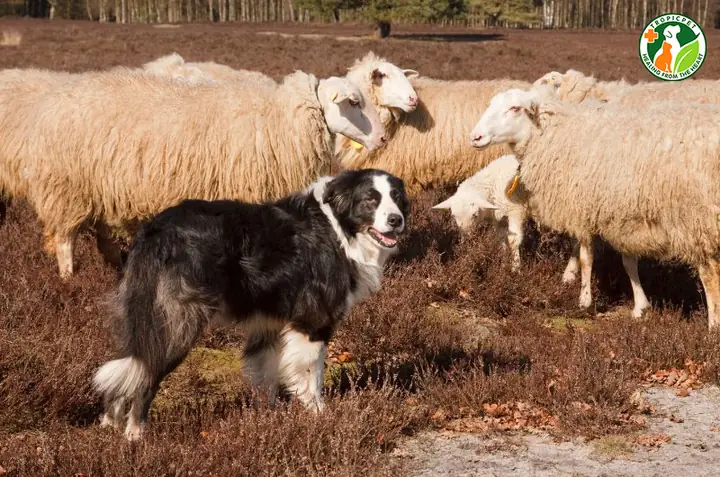 Tính Cách Nổi Bật Của Các Giống Chó Chăn Cừu