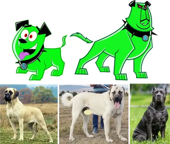 Giống Chó Chăn Cừu Anh: Đặc Điểm, Tính Cách Và Cách Chăm Sóc