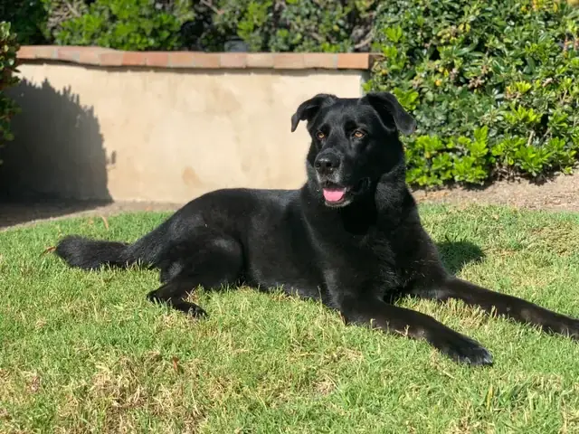 Chó Chăn Cừu Đức: Đặc Điểm, Nhu Cầu Chăm Sóc Và Nguồn Gốc Chó Chăn Cừu Đức: Đặc Điểm, Nhu Cầu Chăm Sóc Và Nguồn Gốc