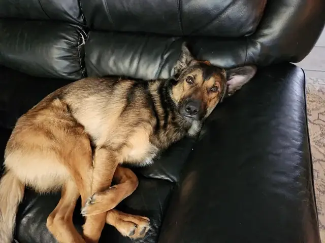 Chó Chăn Cừu Đức: Đặc Điểm, Nhu Cầu Chăm Sóc Và Nguồn Gốc Chó Chăn Cừu Đức: Đặc Điểm, Nhu Cầu Chăm Sóc Và Nguồn Gốc