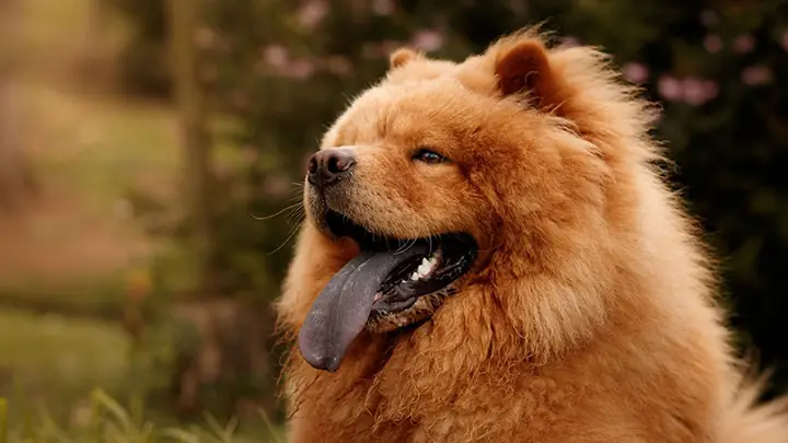 4chó Chow Chow Giá Bao Nhiêu? Mua Ở Đâu? 4chó Chow Chow Giá Bao Nhiêu? Mua Ở Đâu?