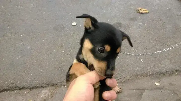 Chăm Sóc Giống Chó Đen 4 Mắt: Cẩm Nang Toàn Diện