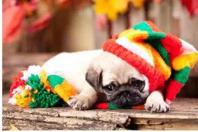 Chó Cảnh Dễ Nuôi Chó Pug Chó Cảnh Dễ Nuôi Chó Pug