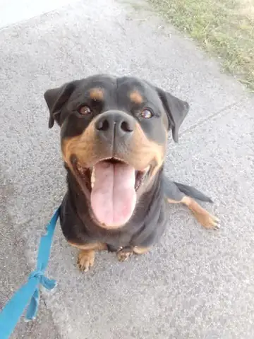 Giống Chó Đức Cụt Đuôi: Sự Thật Và Hiểu Lầm Cần Làm Rõ