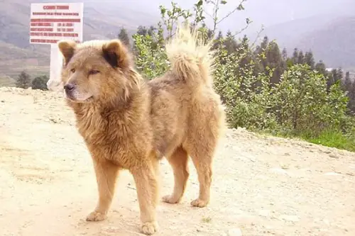 Đặc Điểm Của Chó Bắc Hà